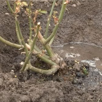 roser planting roser planting